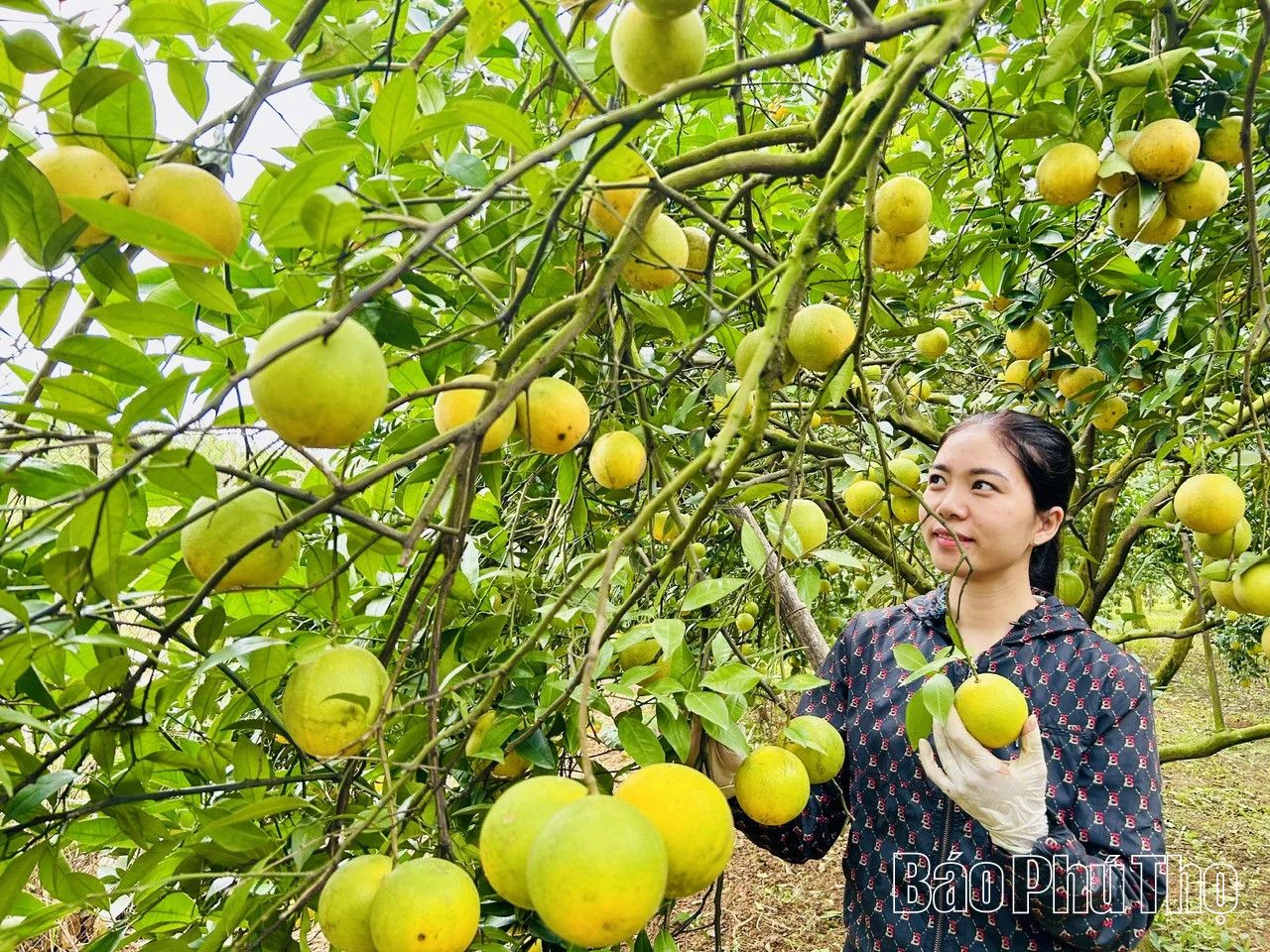 Tích cực chuẩn bị Lễ hội cam Cao Phong 2025