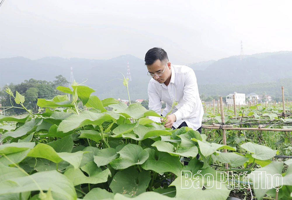 Thanh niên xã Tam Đảo học và làm theo gương Bác bằng những việc làm thiết thực