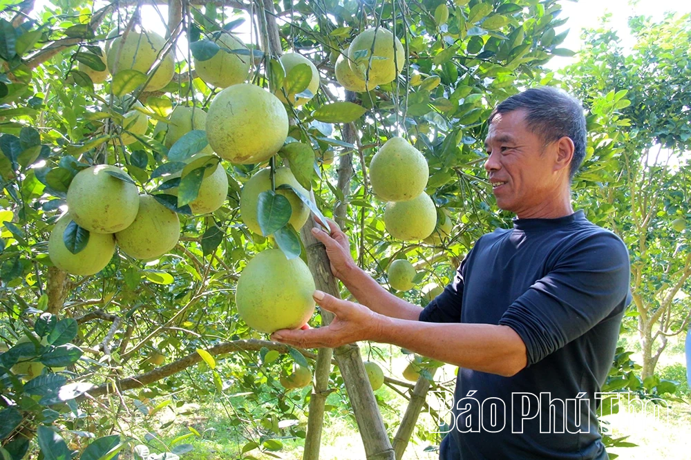 Bưởi Sửu Chí Đám - Tinh túy từ phù sa cổ bên dòng Lô giang