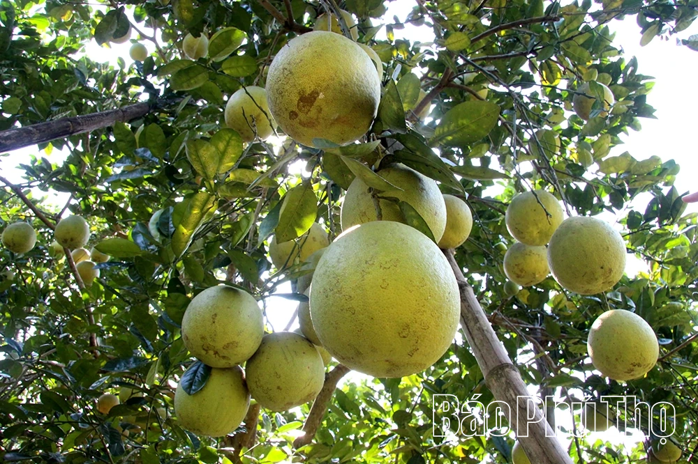 Bưởi Sửu Chí Đám - Tinh túy từ phù sa cổ bên dòng Lô giang