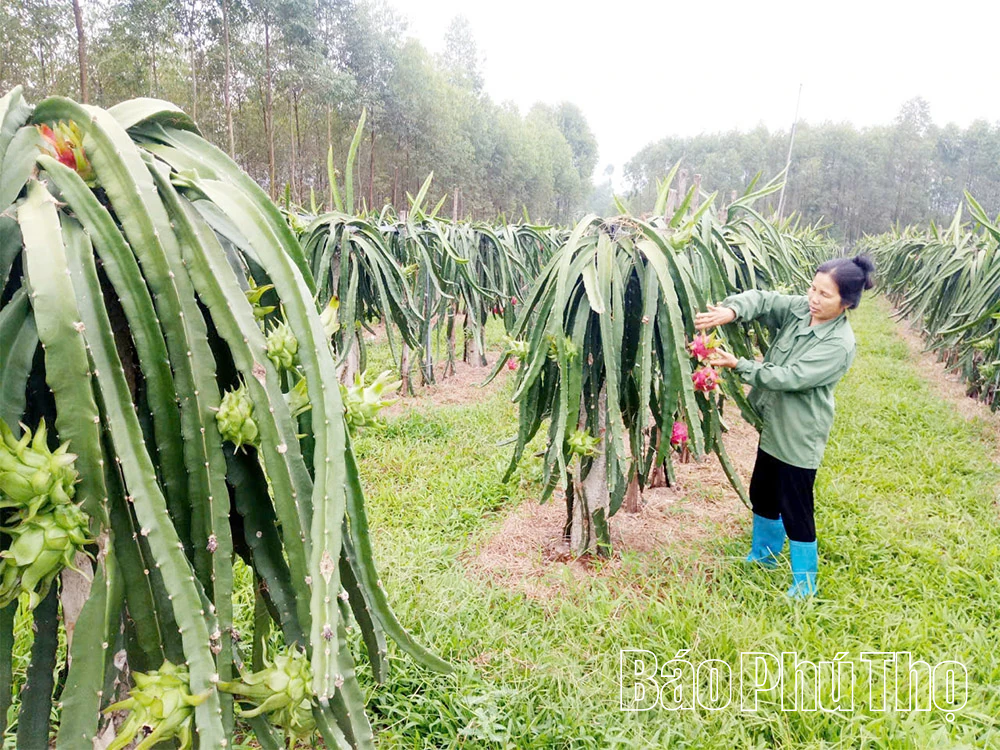 Thanh long trên vùng đất khó