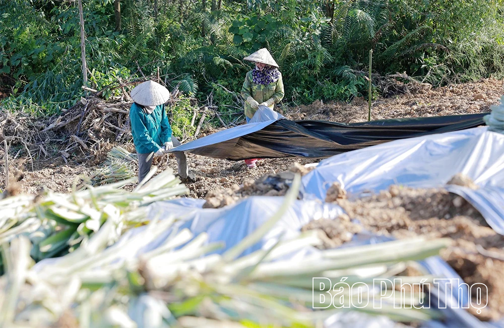 Đất cằn mùa quả ngọt