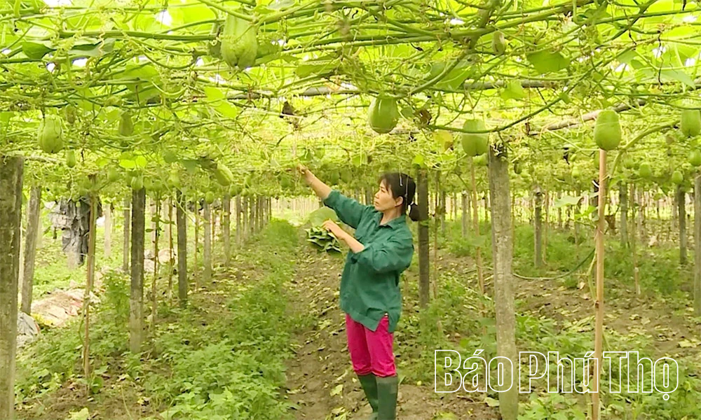 Vai trò của kinh tế tập thể