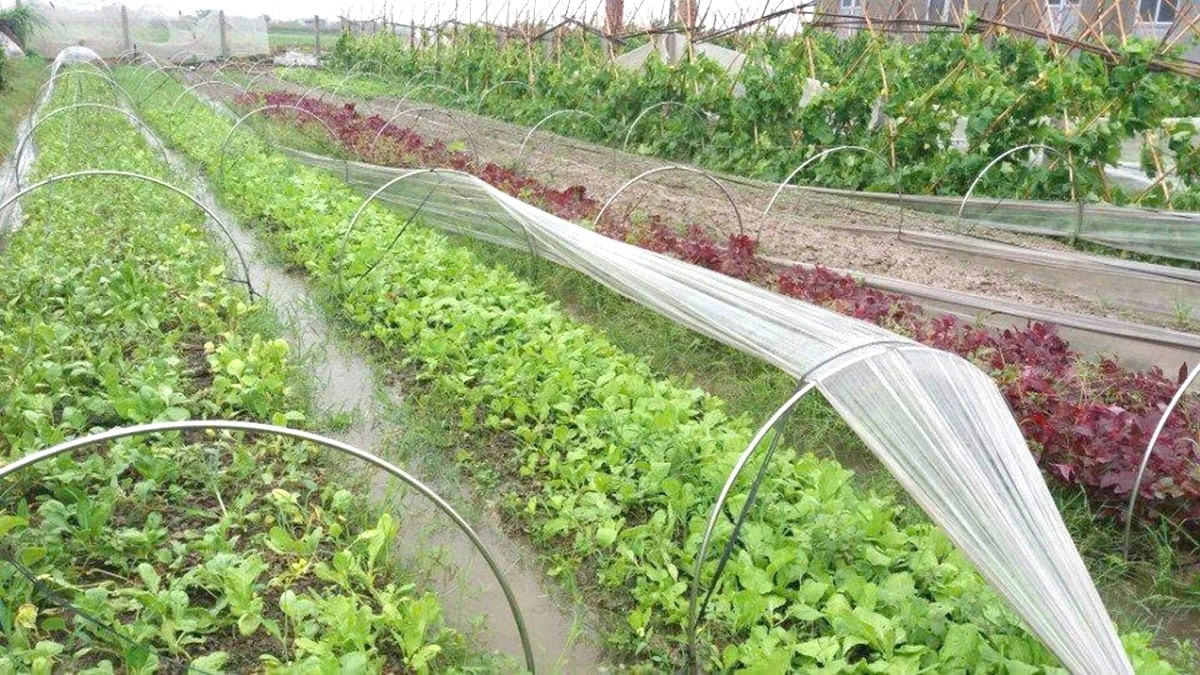 Cánh đồng tri thức ở Nội Bài