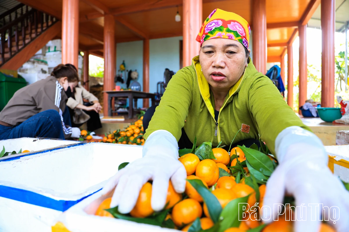 Vị ngọt quýt cổ Nam Sơn