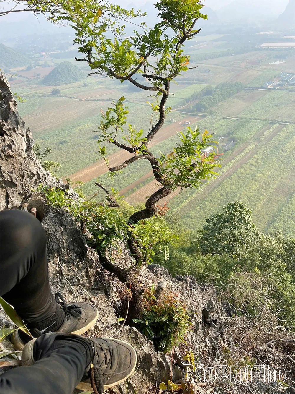 Cảnh báo trước “cơn sốt” muội hồng