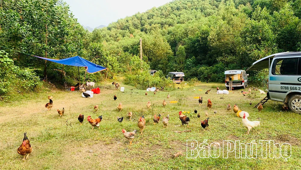 Chăn gà du mục - Bảo tồn và phát huy nguồn gen gà nhiều cựa Tân Sơn