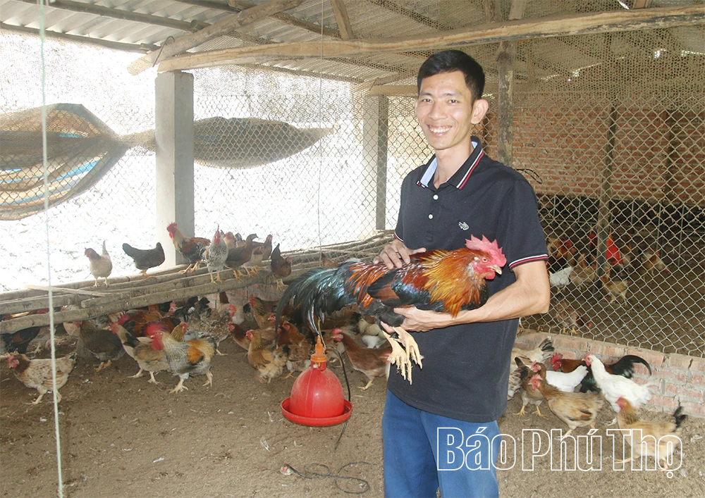 Chăn gà du mục - Bảo tồn và phát huy nguồn gen gà nhiều cựa Tân Sơn