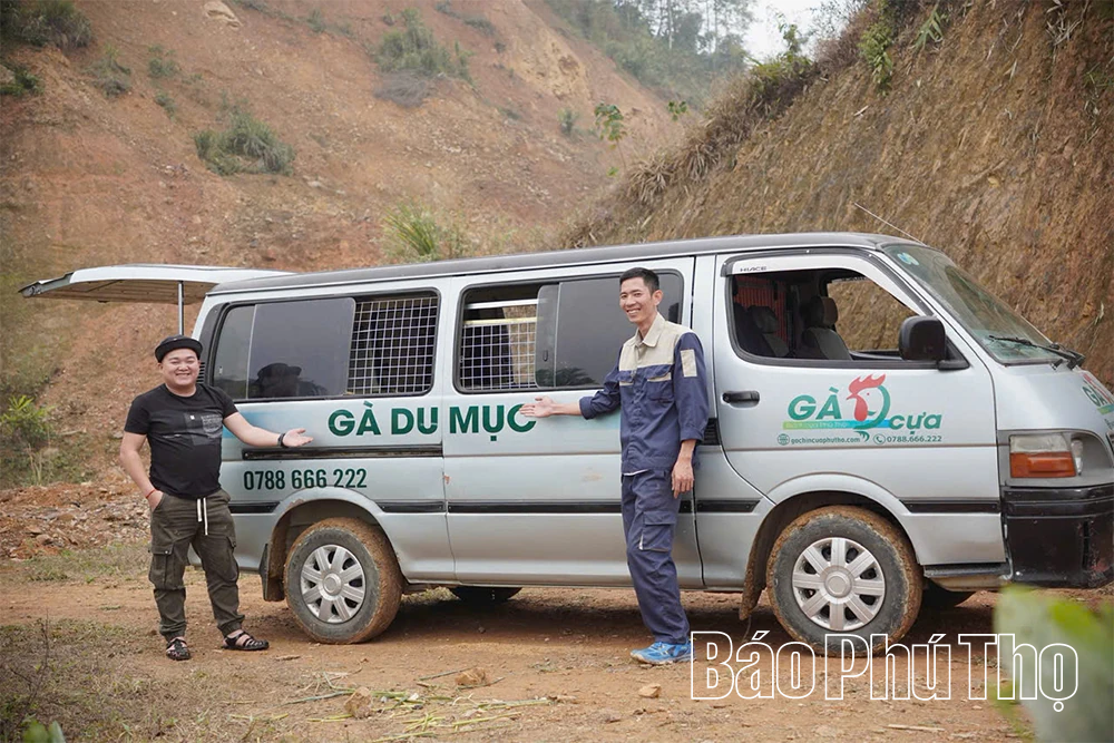Chăn gà du mục - Bảo tồn và phát huy nguồn gen gà nhiều cựa Tân Sơn