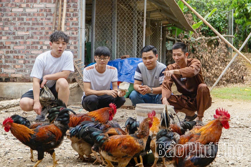Chăn gà du mục - Bảo tồn và phát huy nguồn gen gà nhiều cựa Tân Sơn