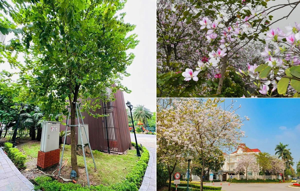 Thị trường cây xanh công trình cuối năm: Xu hướng chọn cây bản địa lên ngôi