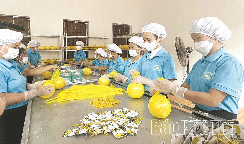 Kinh tế tập thể đón cơ hội, tạo sức bật