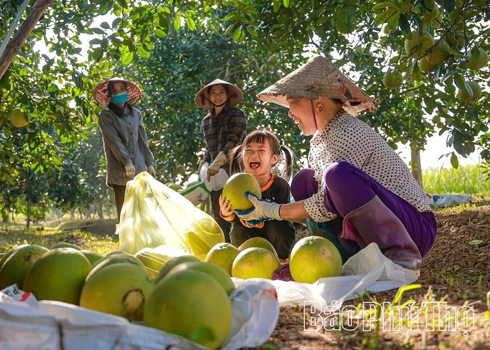 Mùa bưởi chín - thơm hương Tết