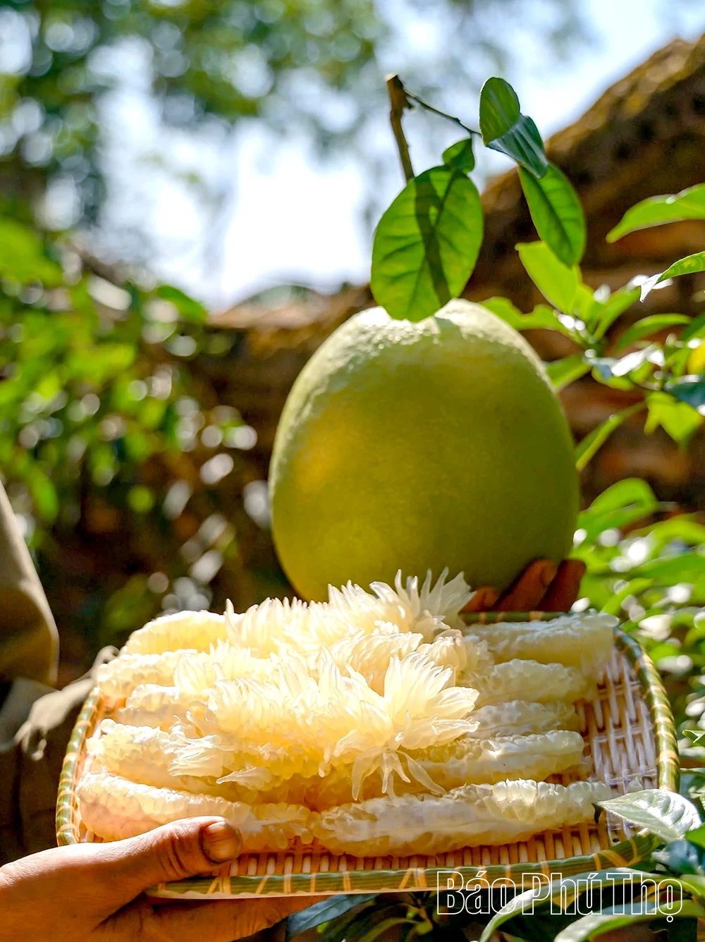 Mùa bưởi chín - thơm hương Tết