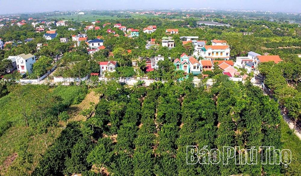 Mùa bưởi chín - thơm hương Tết