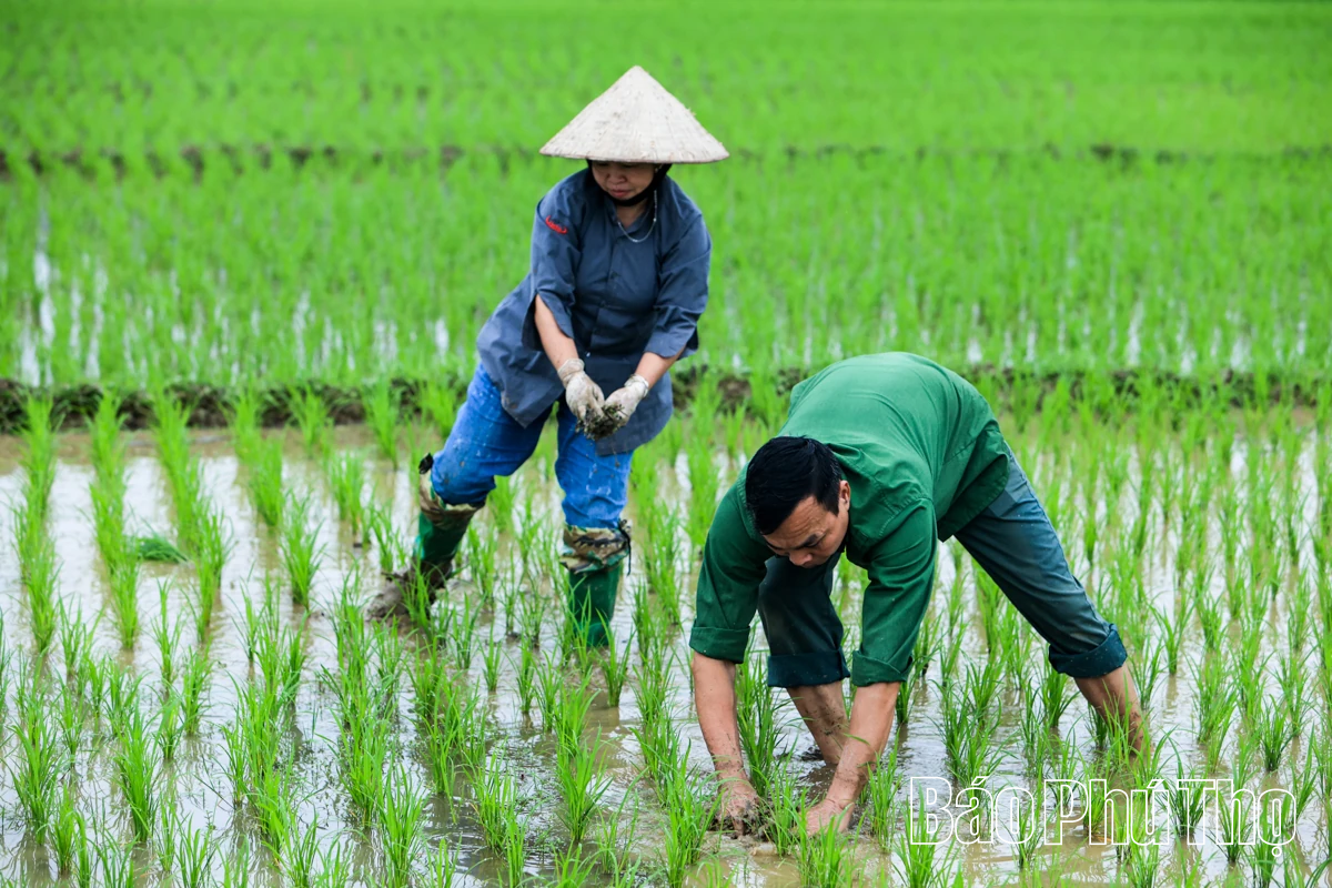 Rộn ràng khí thế lao động sản xuất nông nghiệp đầu Xuân mới