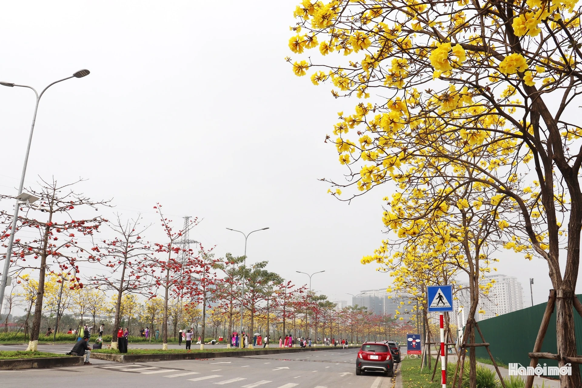 Phong linh vàng óng, mộc miên rực đỏ gọi bước chân du khách