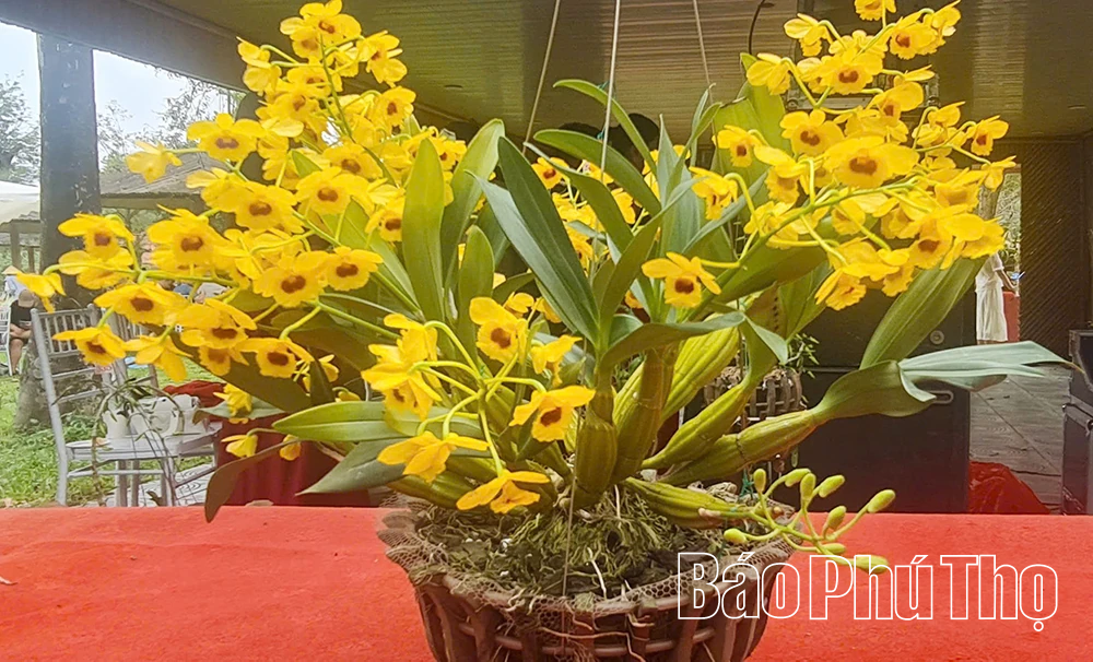 Sẵn sàng cho triển lãm hoa lan nghệ thuật toàn quốc lần thứ III tại Đền Hùng