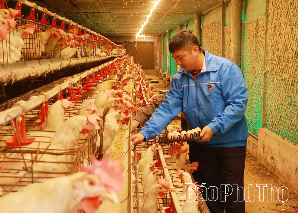 Nâng tầm thương hiệu trứng gà OCOP Ninh Điệp