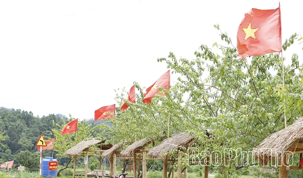 Xom Mung Vibrant in Cosmos Flower Season